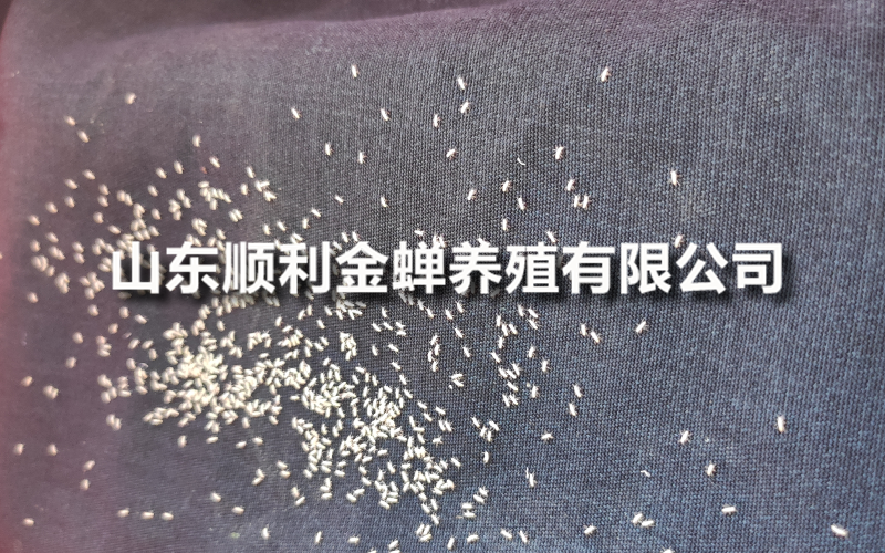 金蝉养殖亲测：年入十万的实践复盘