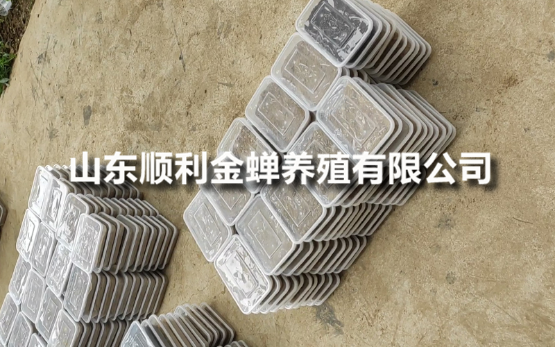 金蝉养殖亲测：选对品牌是关键