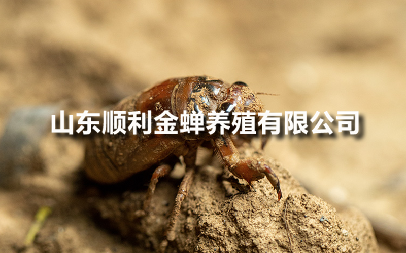 佳木斯金蝉养殖，我的亲测实践经验