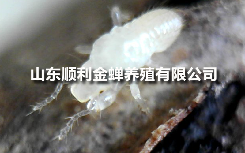 金蝉养殖哪家强？亲测分享来了！
