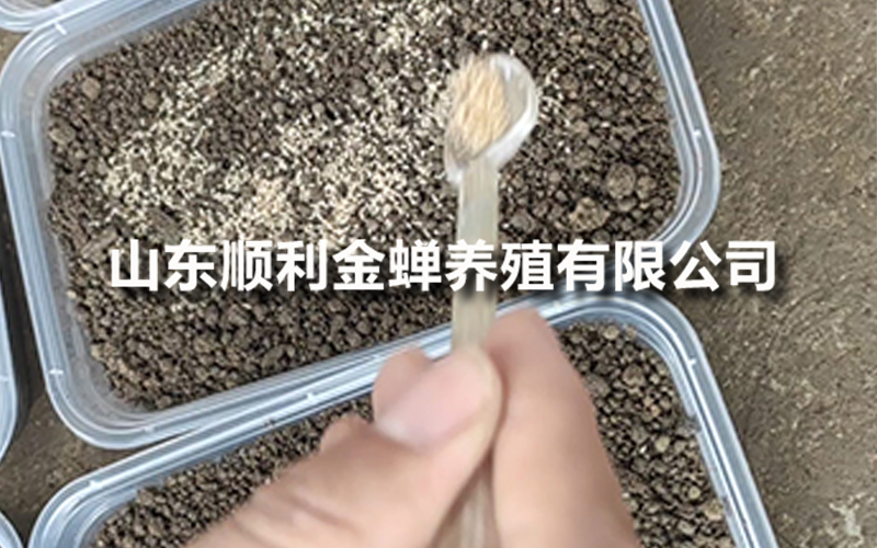 金蝉养殖实录：亲测案例复盘分享